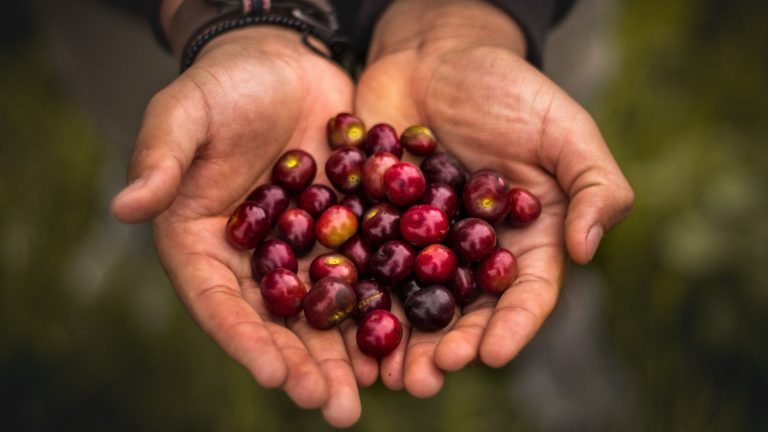 harvest,farm,fruit